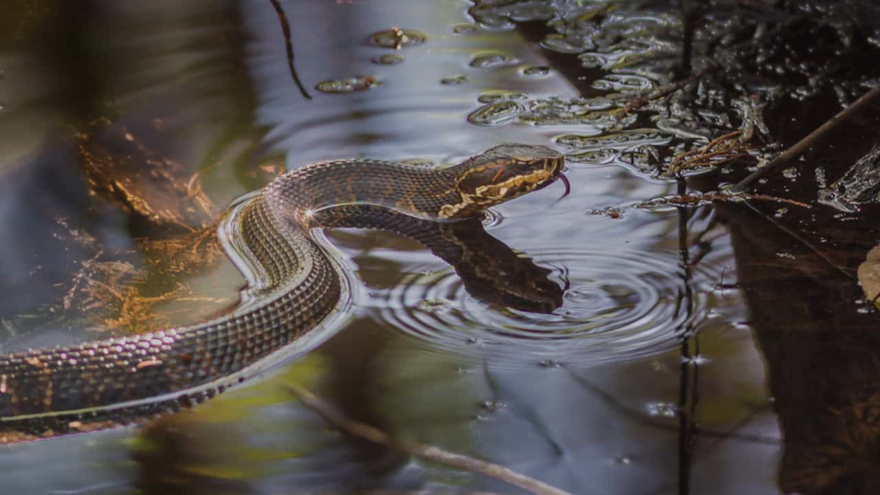 12 Dreaming about Snakes in water – Meaning & Interpretation