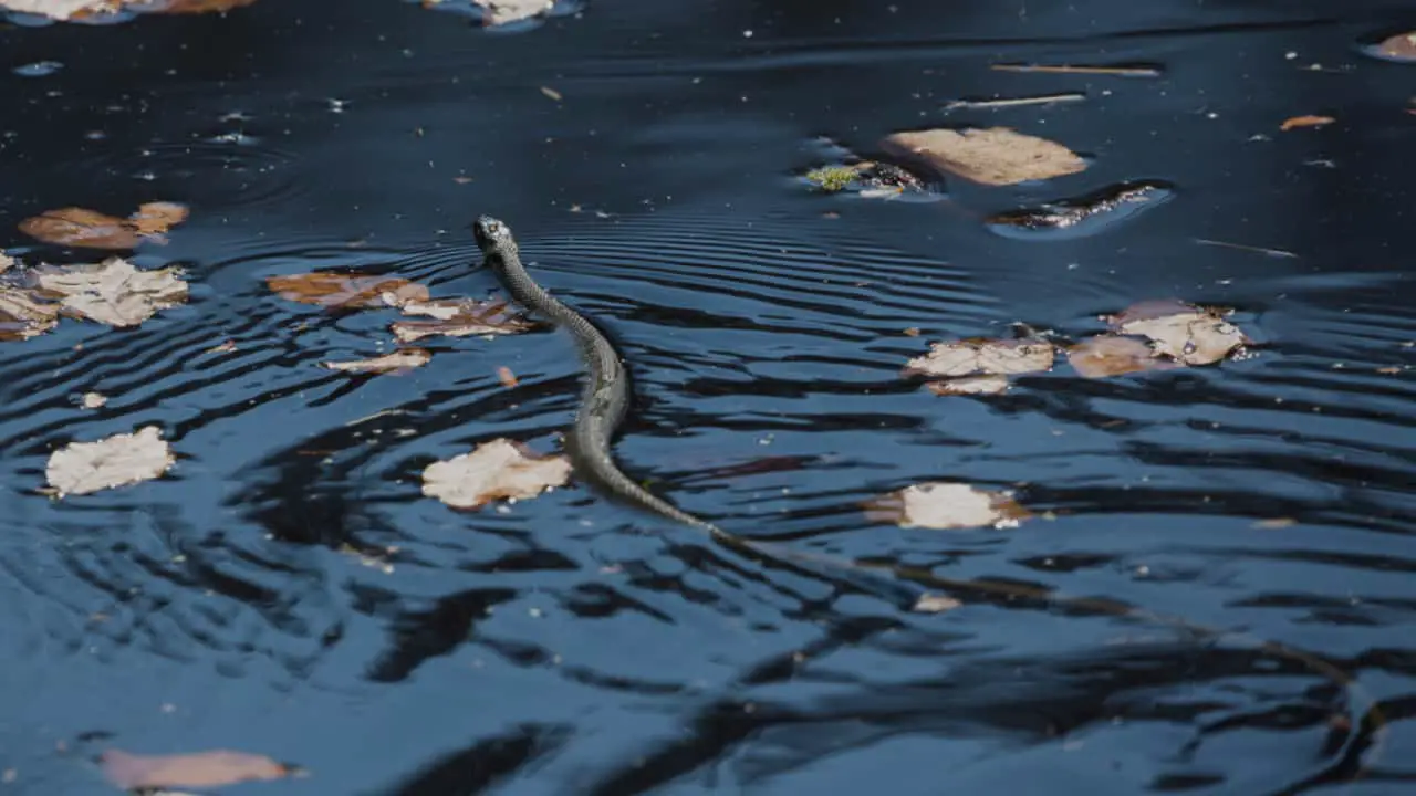 What do dream about snakes in water means