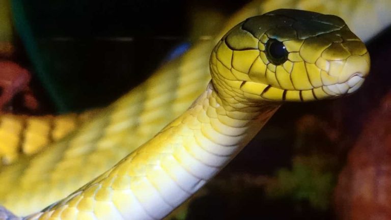 yellow-snake-dream-meaning-interpretation-symbolism