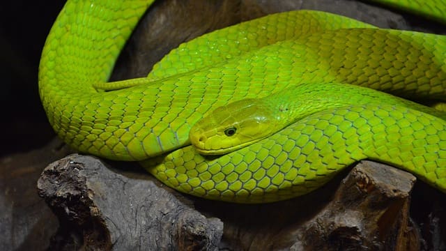 A Green Color Snake in Dream