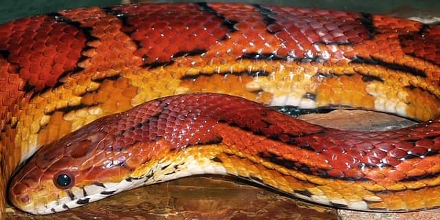 A red snake with yellow color patches