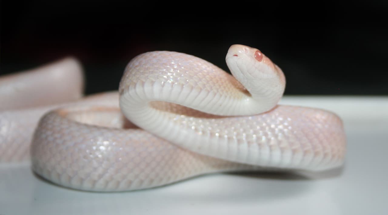 White Snake Picture