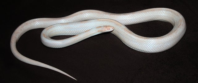 A White color snake