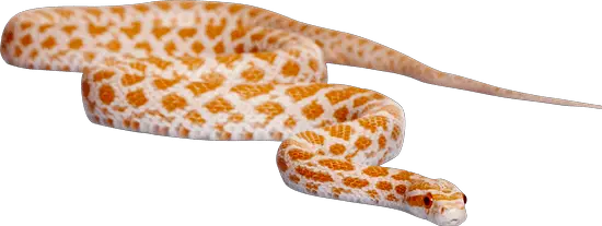 A white and red snake