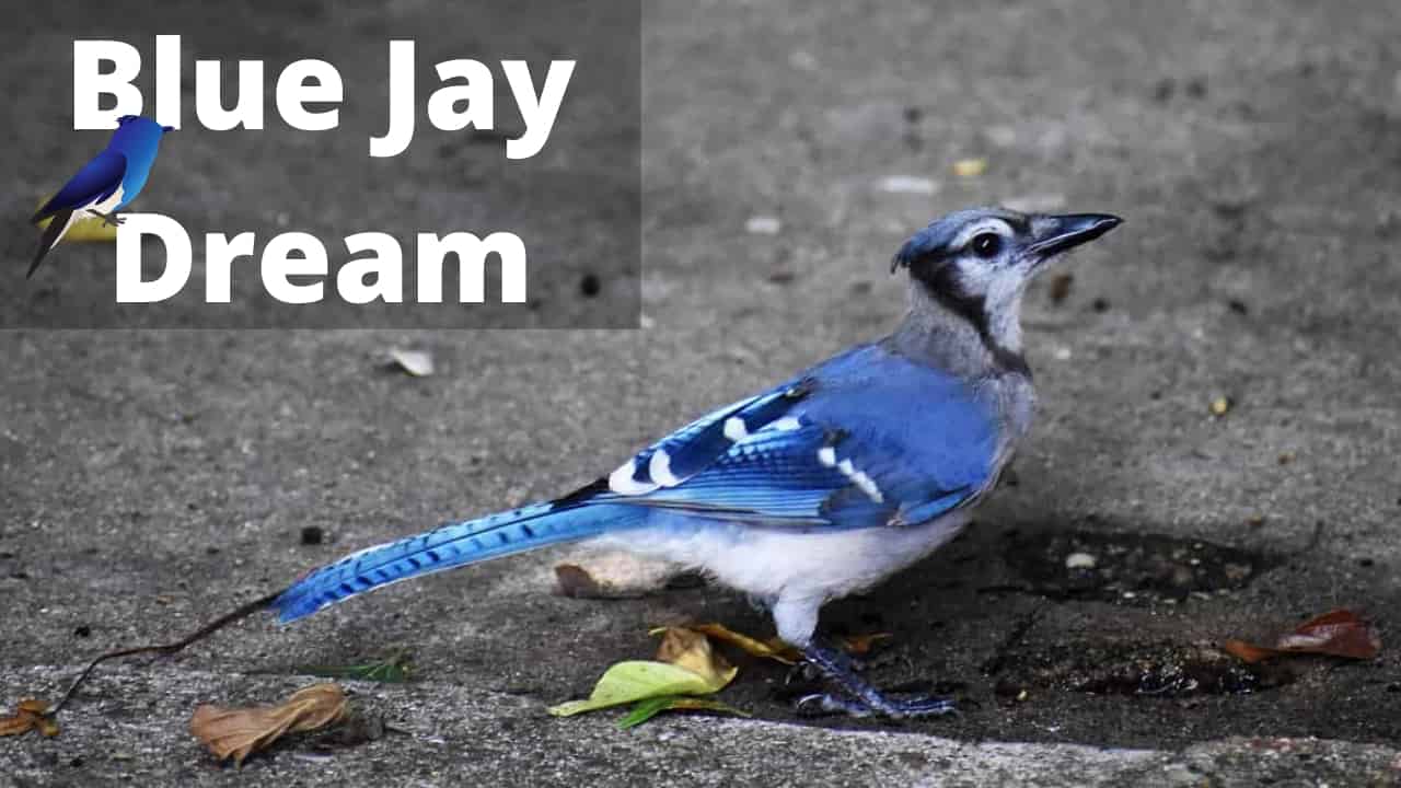 Blue Jay In Dream Meaning Interpretation Regular Dream