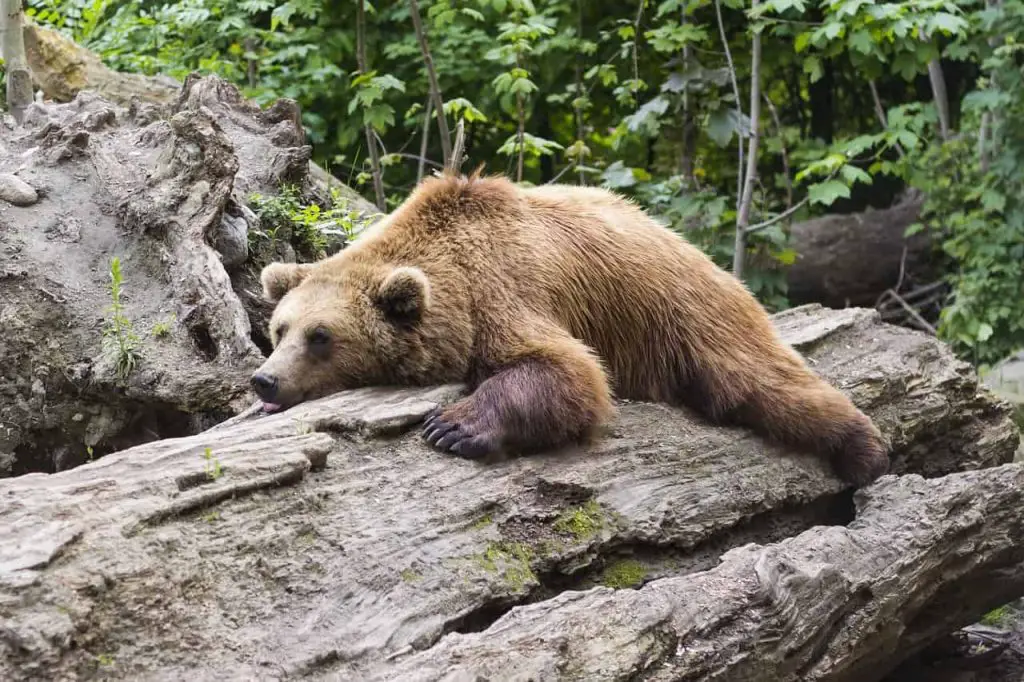 Brown Bear – Dream Meaning and Symbolism