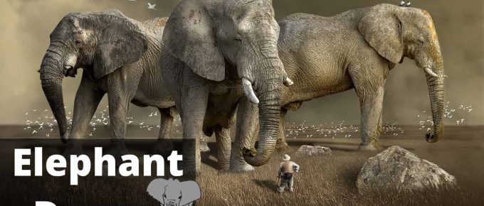 Elephant Symbol and Dream Meaning | Regular Dreams.com