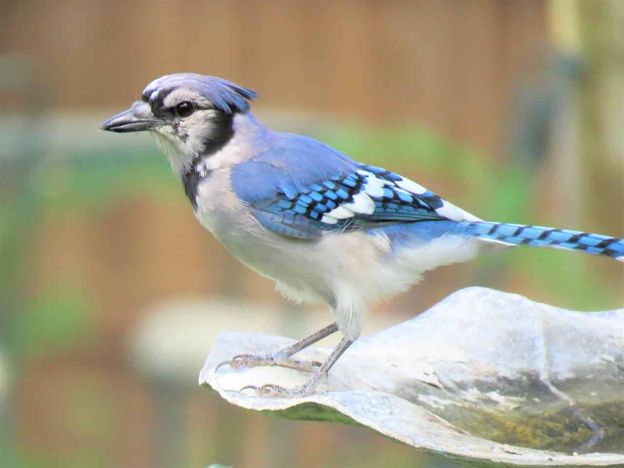 blue-jay-in-dream-meaning-interpretation-regular-dream