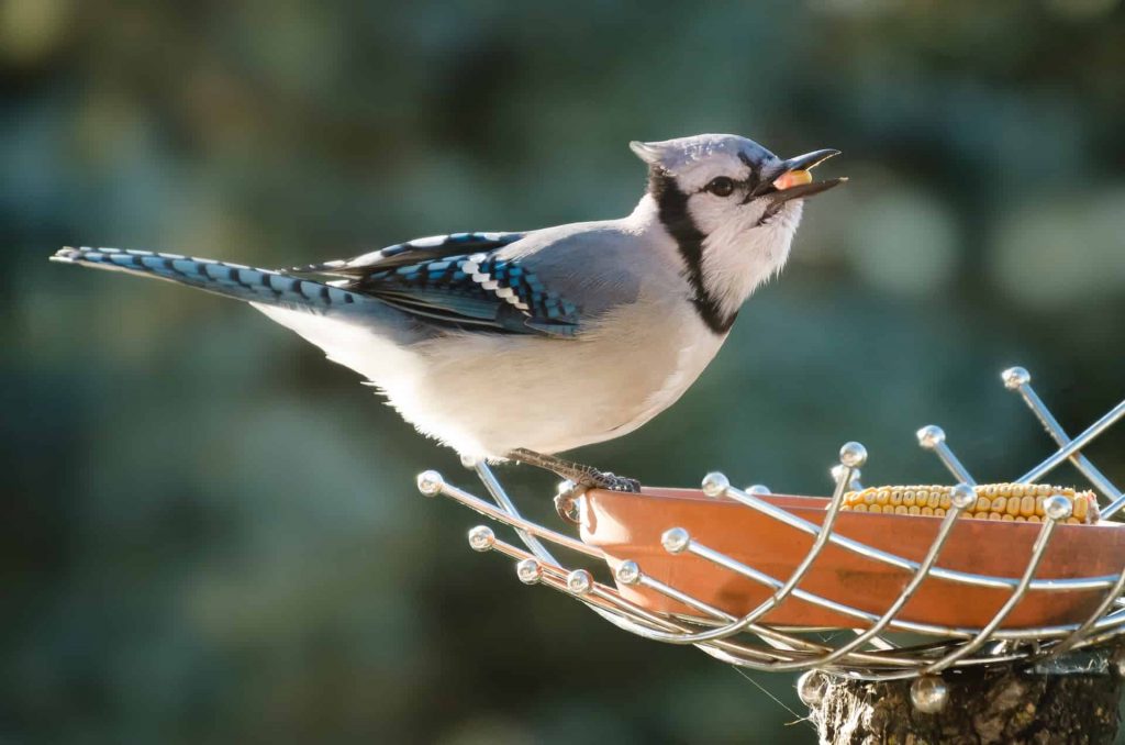 blue-jay-in-dream-meaning-interpretation-regular-dream