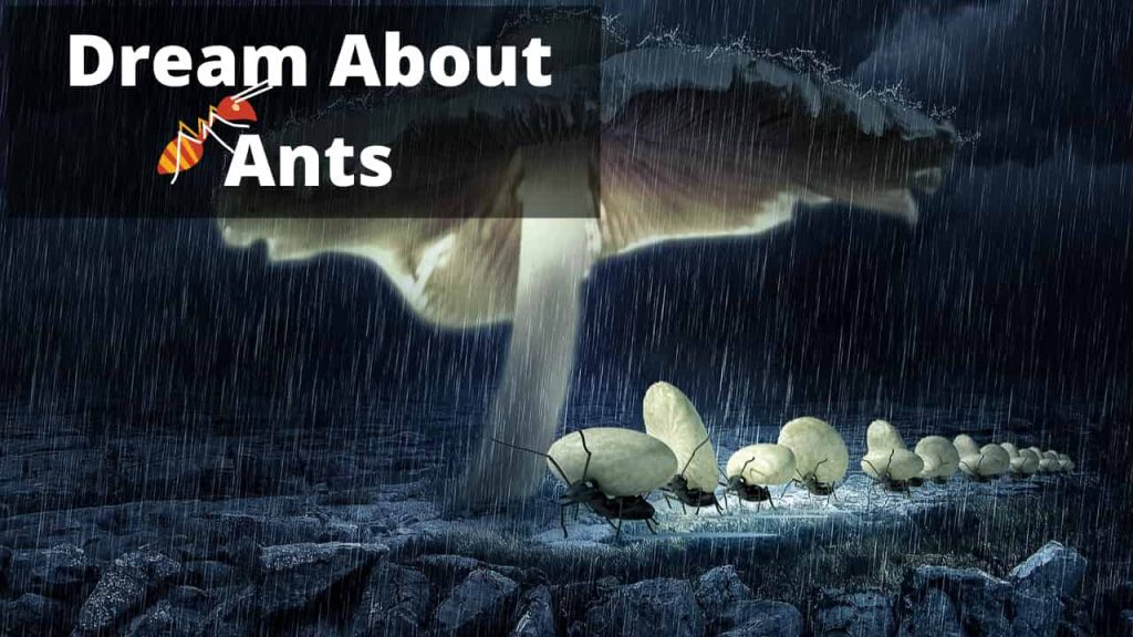 Dreams About Ants Meaning Interpretation Symbolism