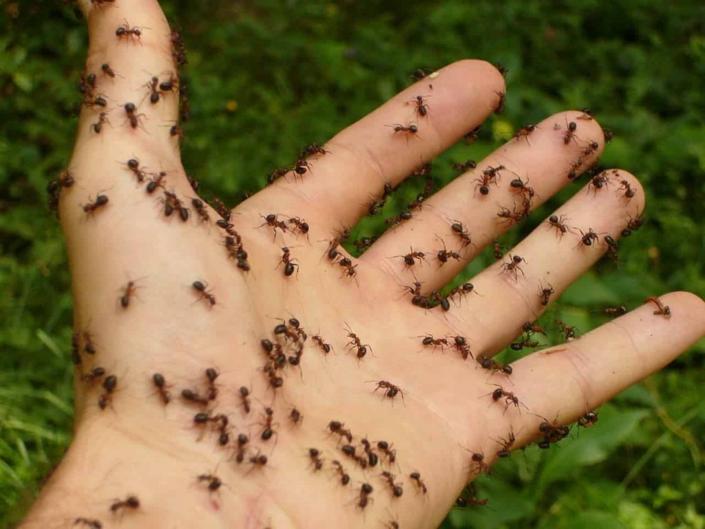 dreams-about-ants-ants-dream-meaning-interpretation-regular-dream