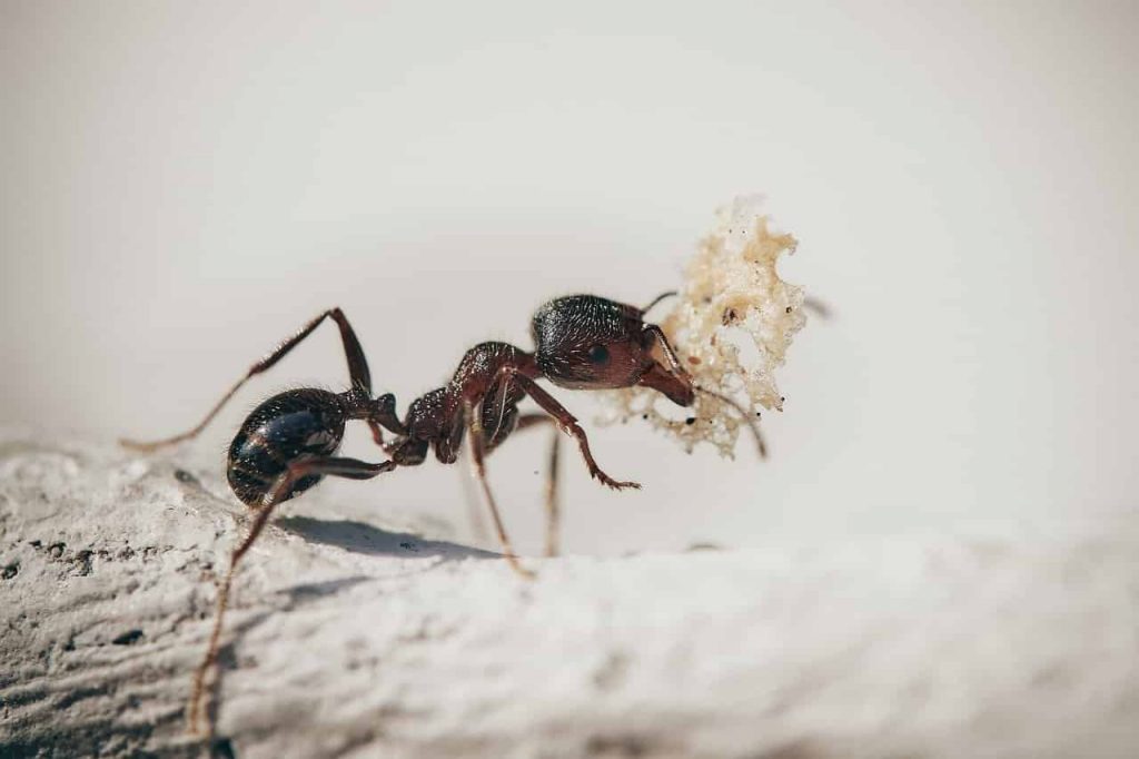 Dreams About Ants Ants Dream Meaning Interpretation Regular Dream