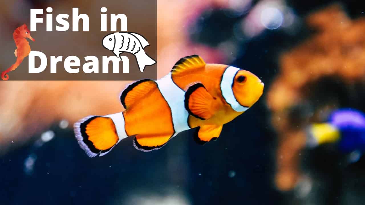 Dreams of Fish Dream Interpretation & Meaning Regular