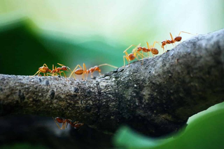 dreams-about-ants-meaning-interpretation-symbolism