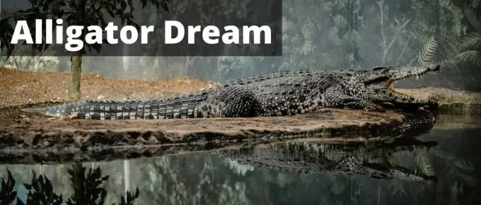 Dreams about Crocodile and Alligator – Interpretation and Meaning