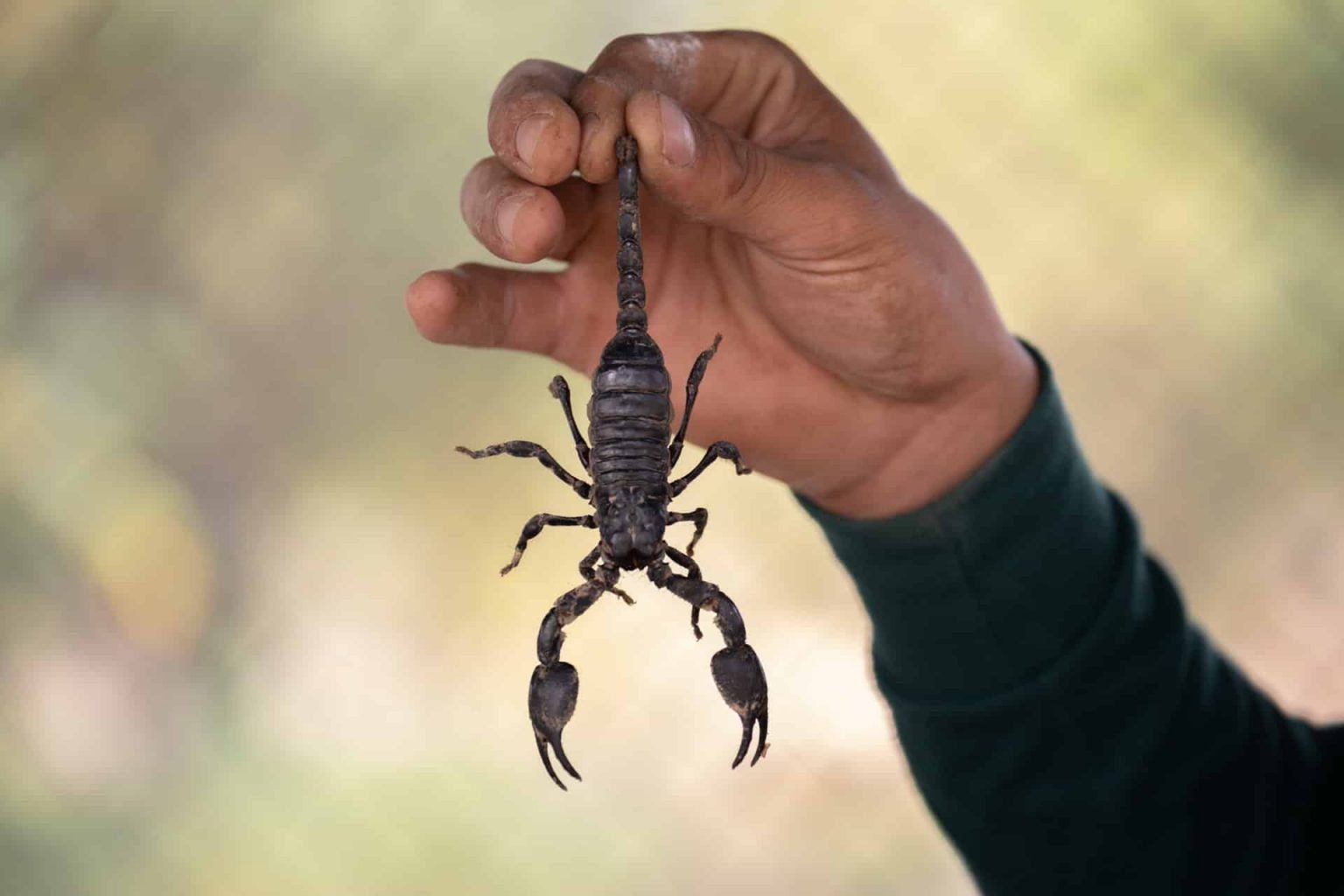 dreams-about-scorpion-meaning-interpretation-symbolism