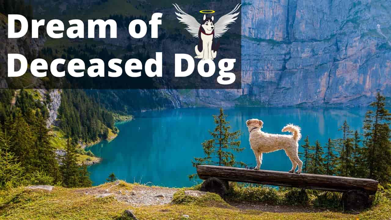 Dream About Deceased Dog - Meaning, Interpretation & Symbol