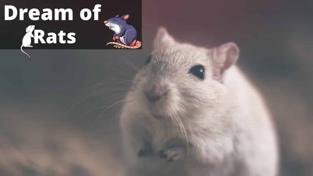 Dream about Rats - Meaning, Interpretation & Symbolism