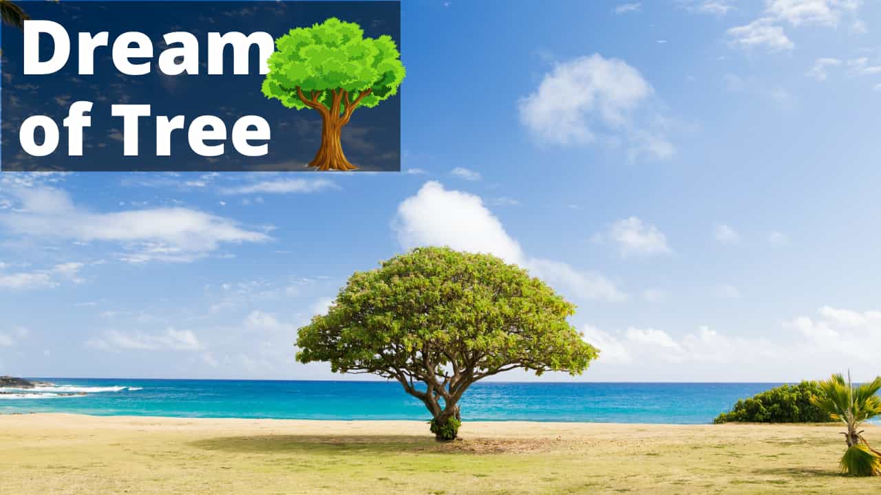 Biblical Meaning of Trees in Dreams – Interpretation and real Meaning