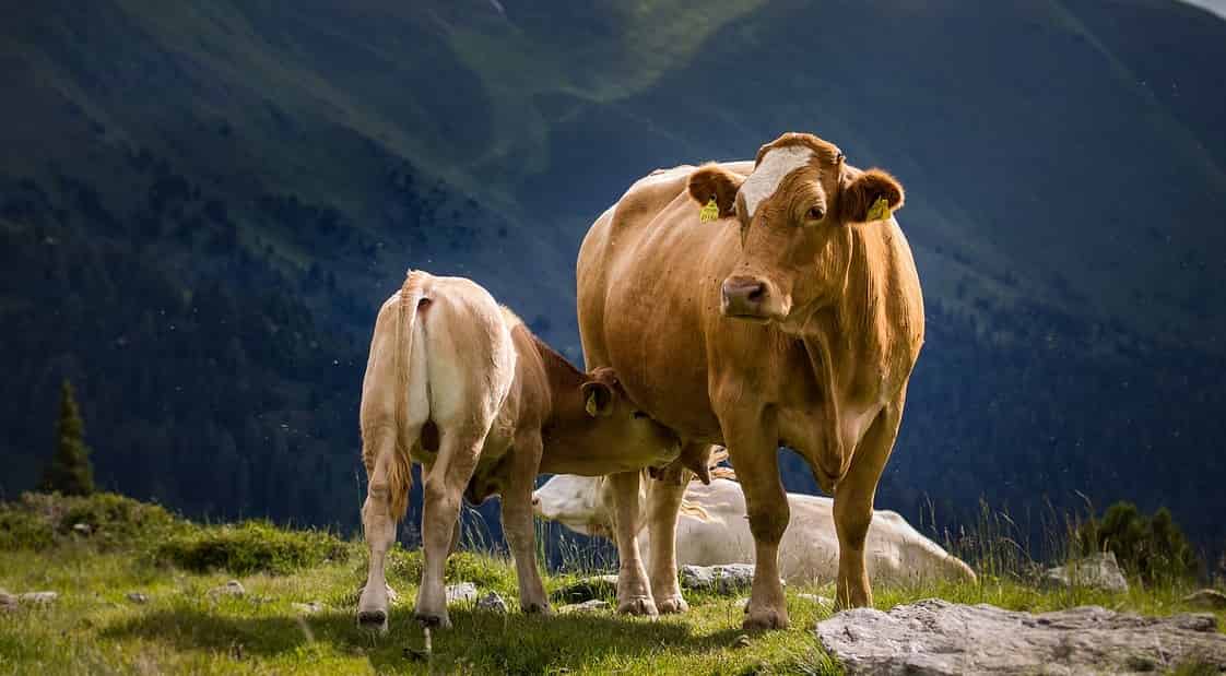 white-and-black-cow-on-brown-soil-free-stock-photo