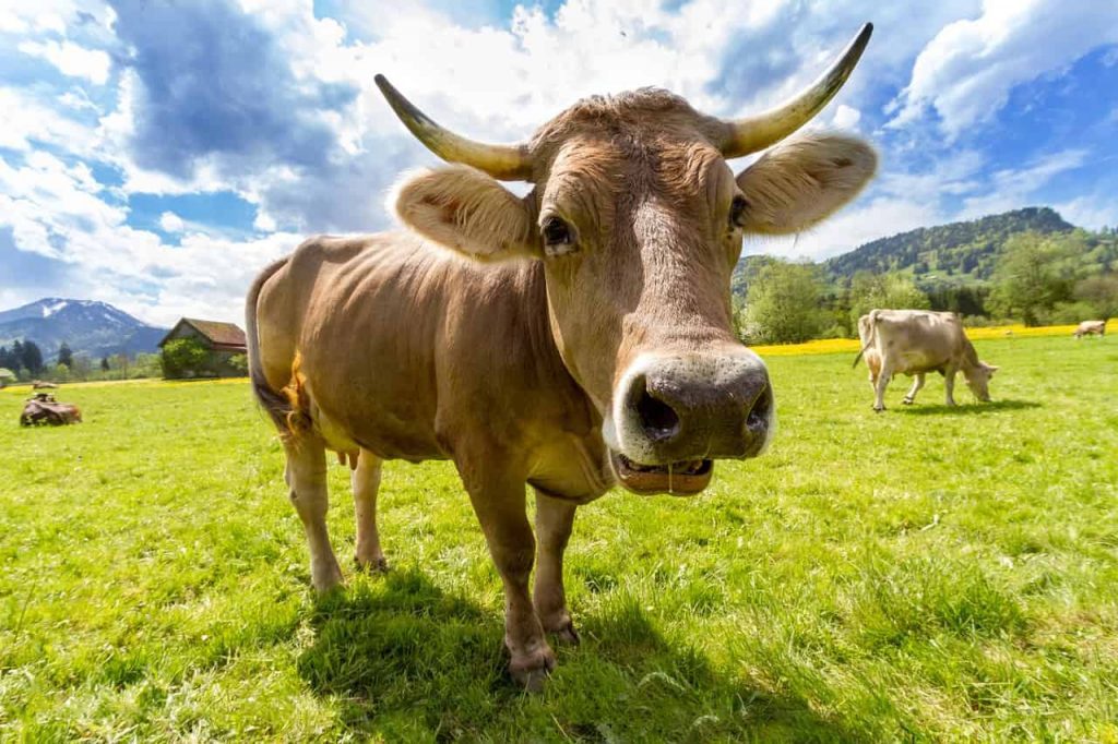  Interpretação do sonho da vaca - Melhor Análise do Significado do Sonho Resposta