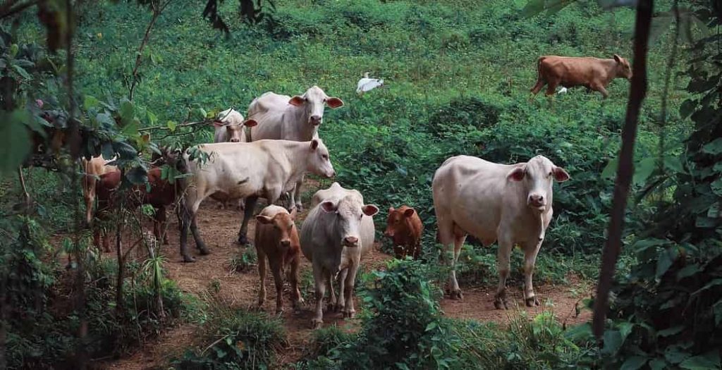 Signification du rêve de la vache - Interprétation du rêve