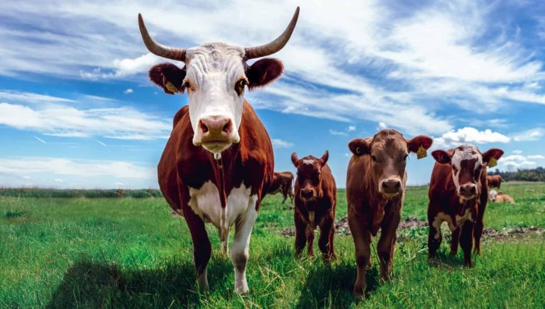 how-a-photo-of-a-win-green-white-cow-has-changed-a-north-dorset-man-s