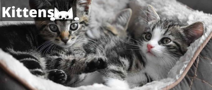 Dreams about Kittens – Interpretation and Meaning