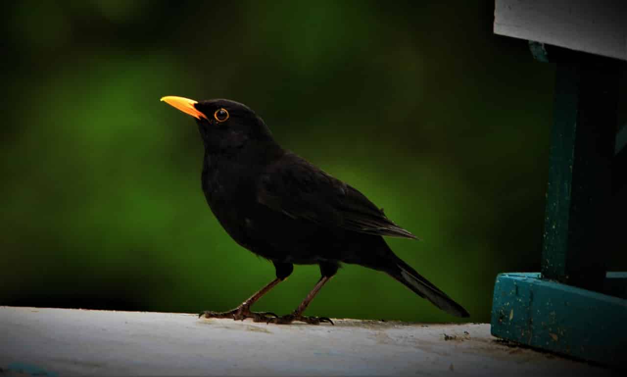 Blackbird Dream Meaning, Interpretation & Symbolism