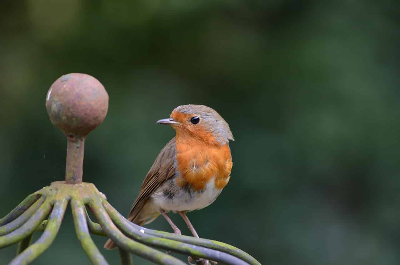 dream-about-robin-meaning-interpretation-regular-dream