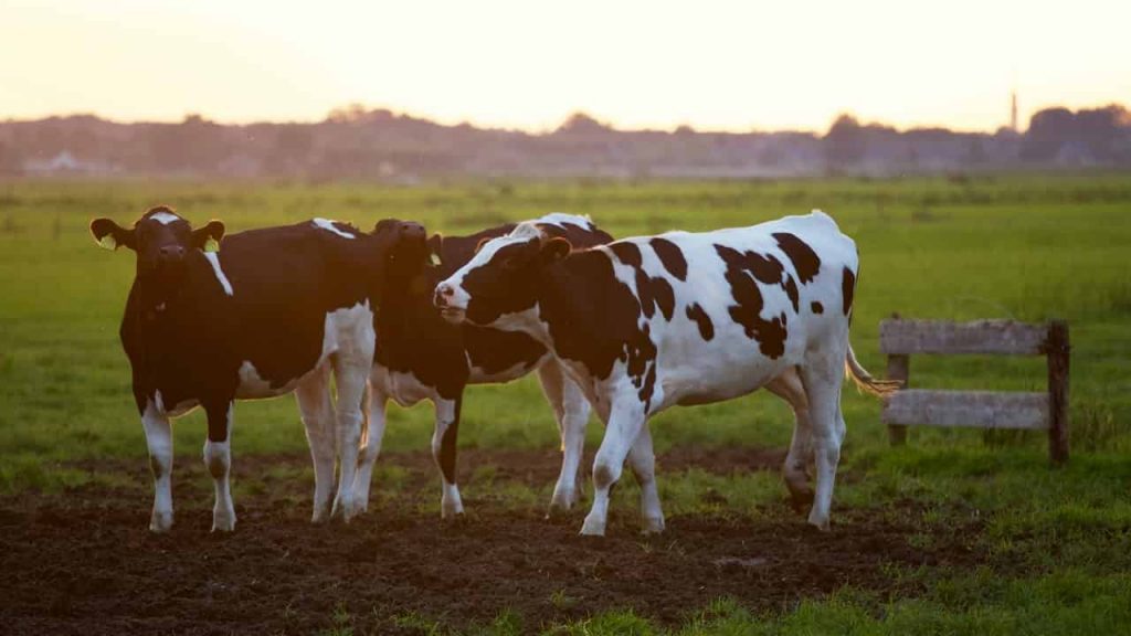 O que significa o sonho da vaca