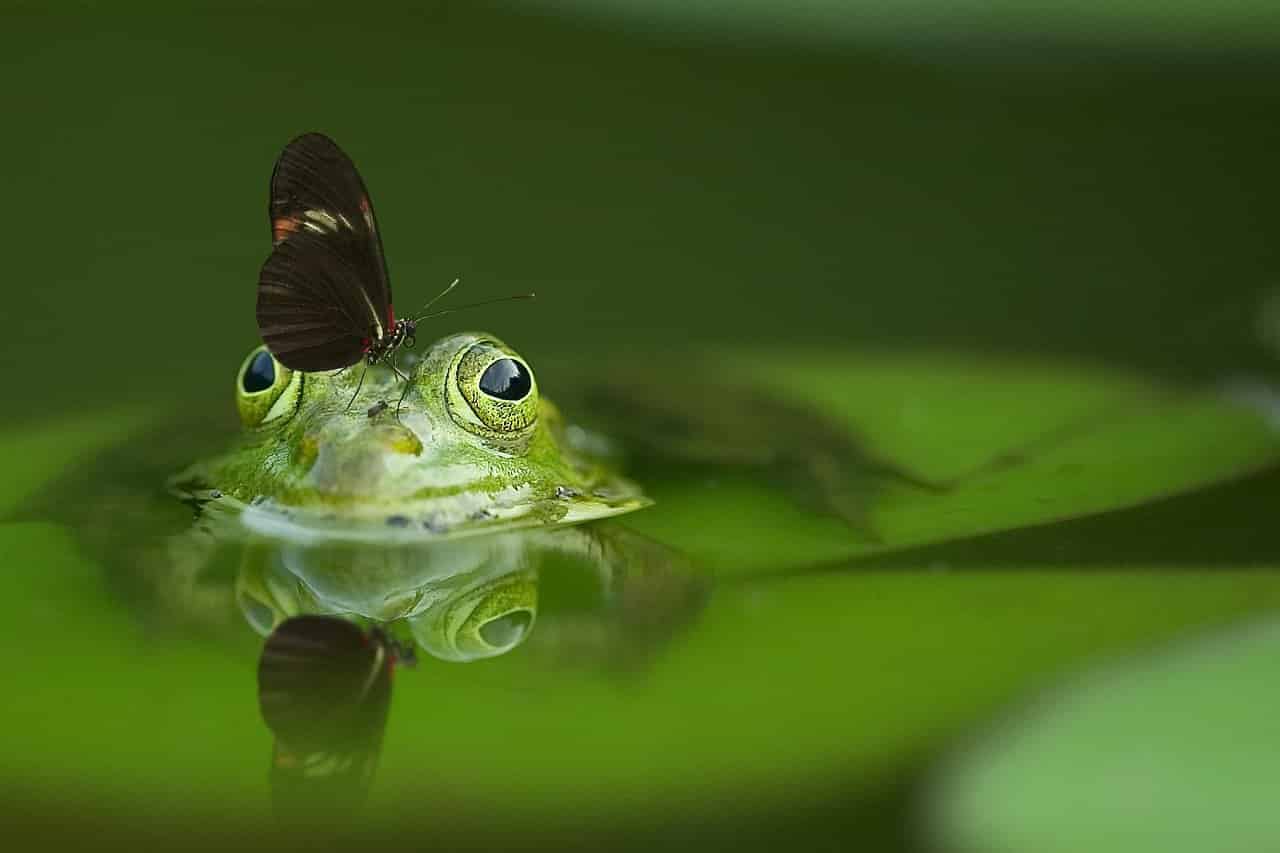Dream Meaning of Frog - Dream Interpretation