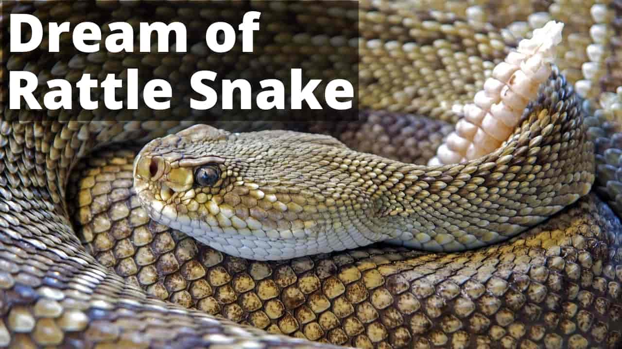 Dream About A Rattlesnake - Meaning, Interpretation & Symbolism