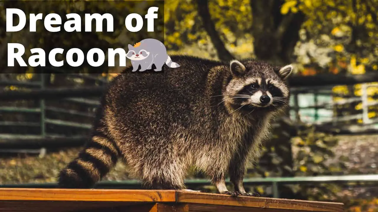 Interpretation of a dream in which you saw «Raccoon»