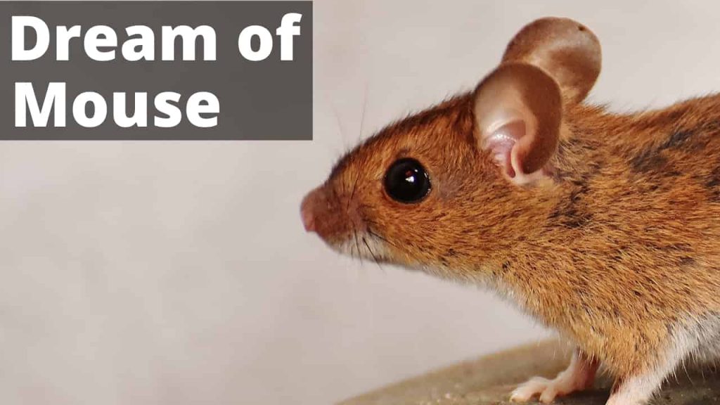 dream-about-mouse-mice-meaning-interpretation-symbolism