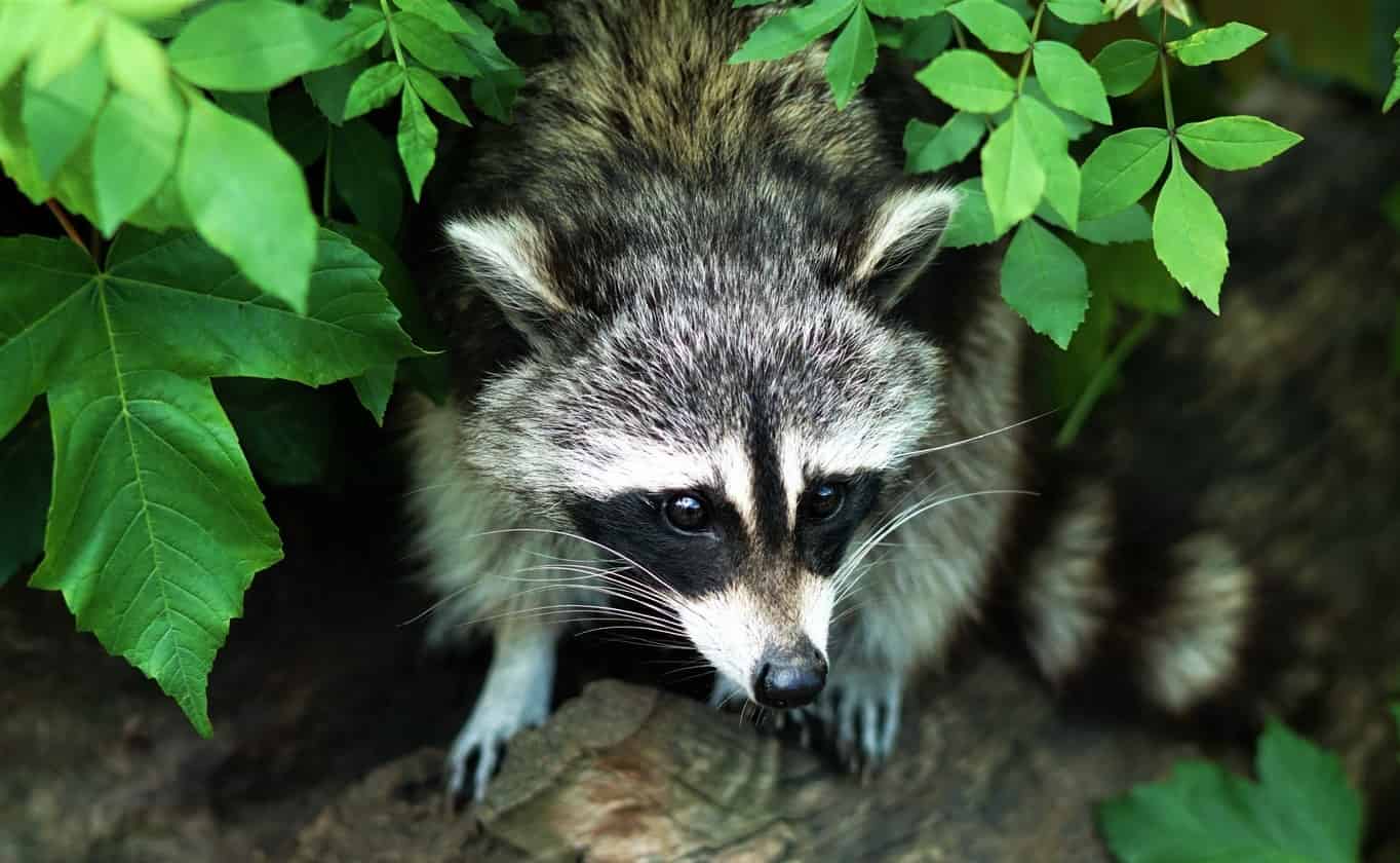 Raccoon – Spirit Animal, Symbolism and Meanings