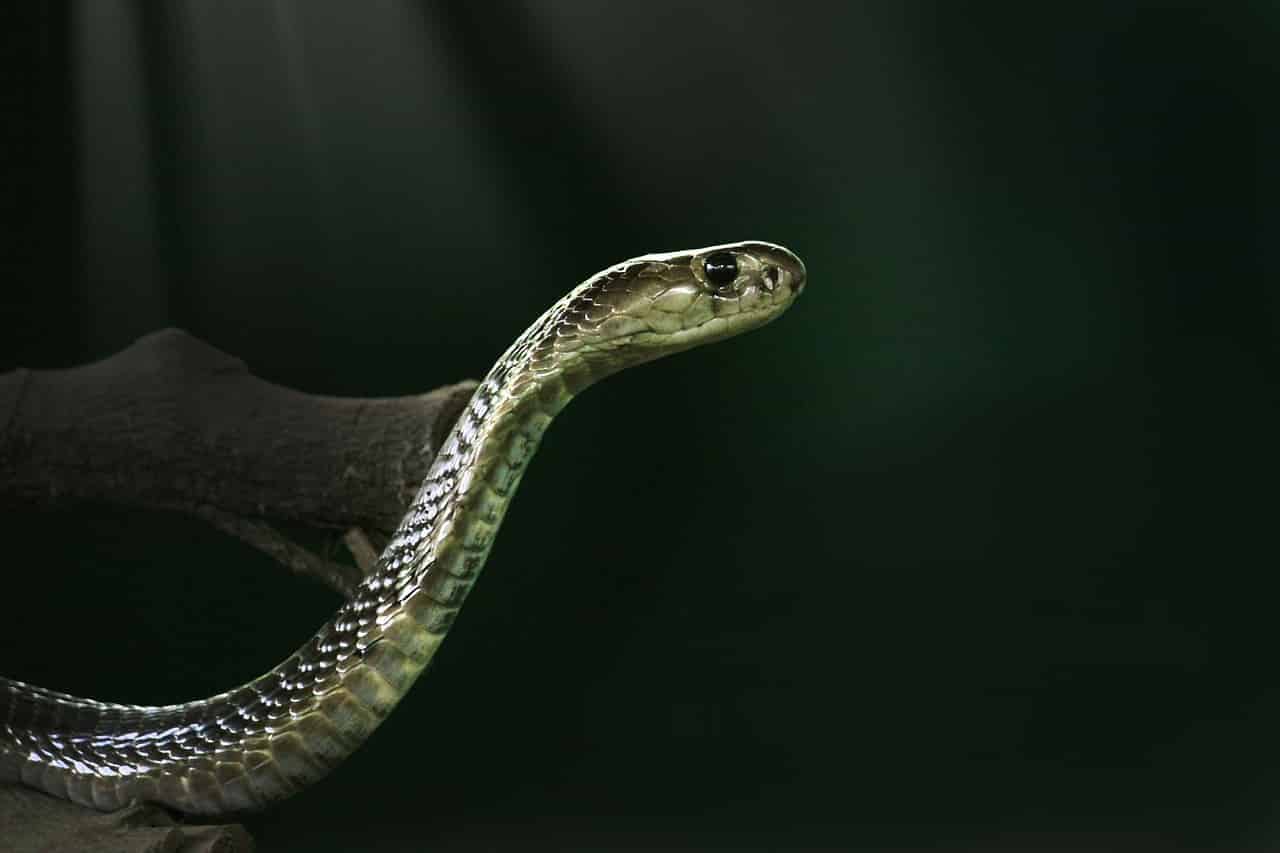 Cobra Snake in Dream Meaning - Dreams of Snakes Meaning