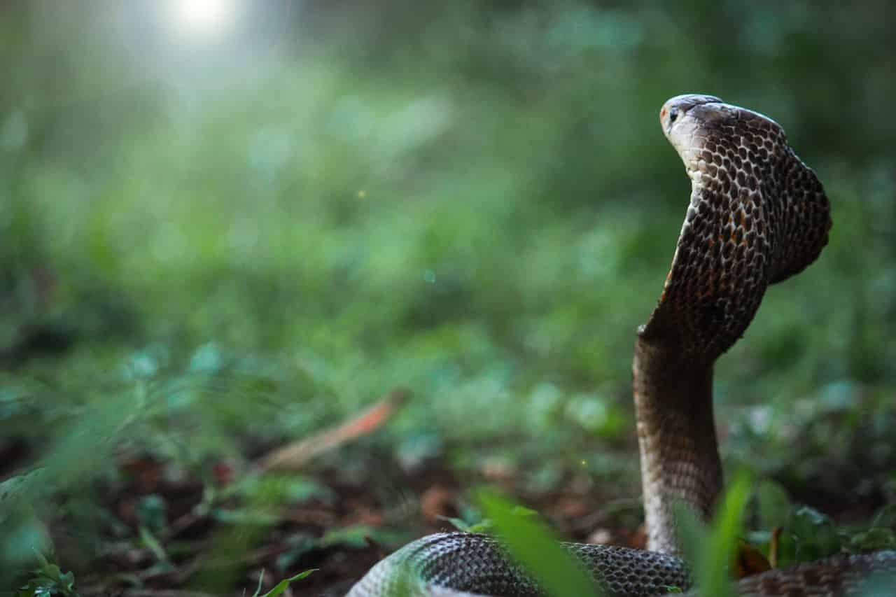 Cobra – Spirit Animal, Symbolism and Meaning