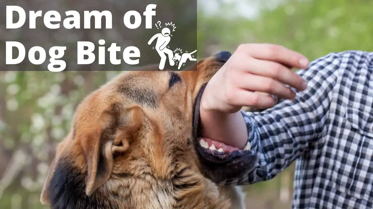Dog Bite Dream Interpretation -Best Dream Meaning Analysis & Answer