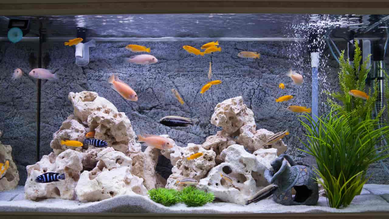 dream aquarium fish