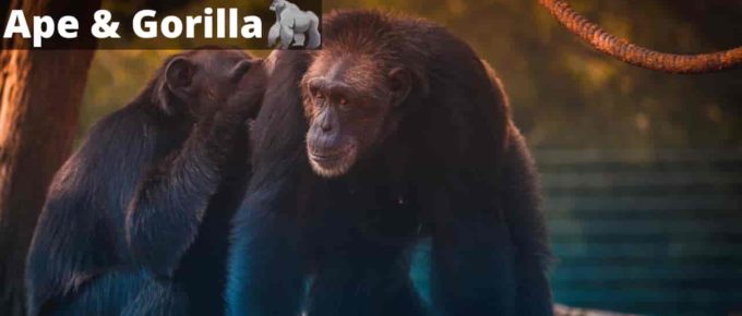 Ape or Gorilla Dream - Meaning, Interpretation & Symbolism