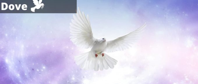 Dove Dream Meaning, Interpretation, Symbolizm and facts that you must know to interpret your dove dream