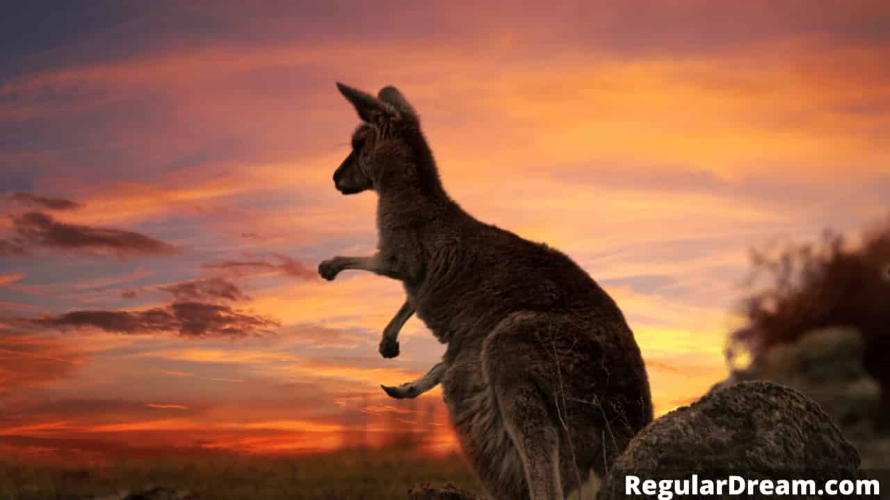 Dream about kangaroo - Meaning, symbolism and interpretation