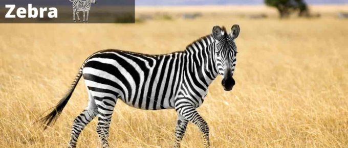 Dream about zebra - Meaning, Interpretation and Symbolism
