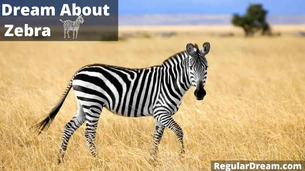 Dream about zebra - Meaning, Interpretation and Symbolism