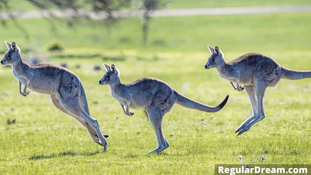 Dreaming about kangaroo - Meaning and interpretation