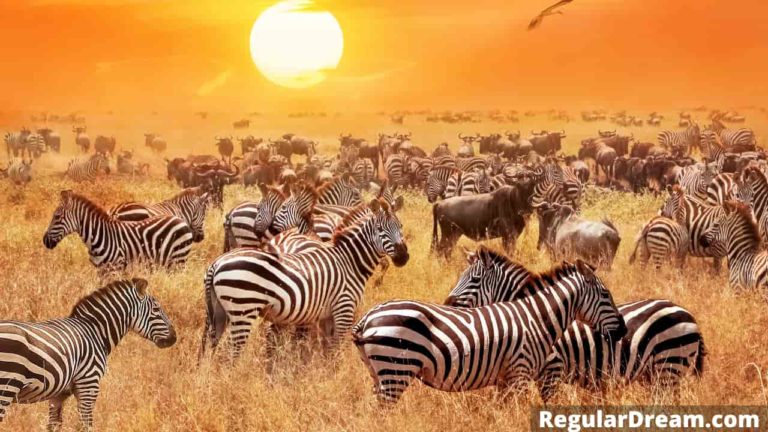 zebra-dream-meaning-interpretation-symbolism-regular-dream