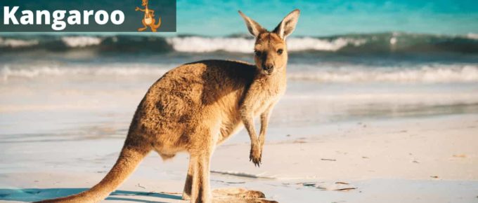 Dreams about kangaroos - Meaning, interpretation and symbolism
