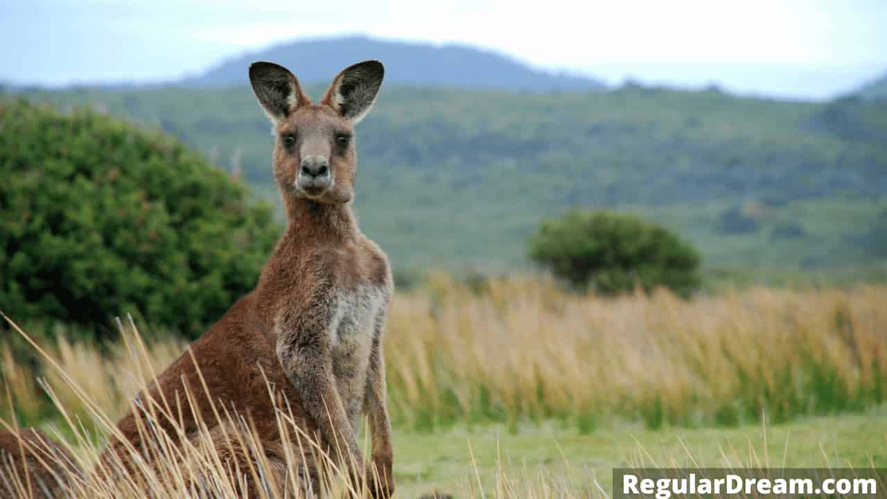 What does it mean to dream about kangaroo