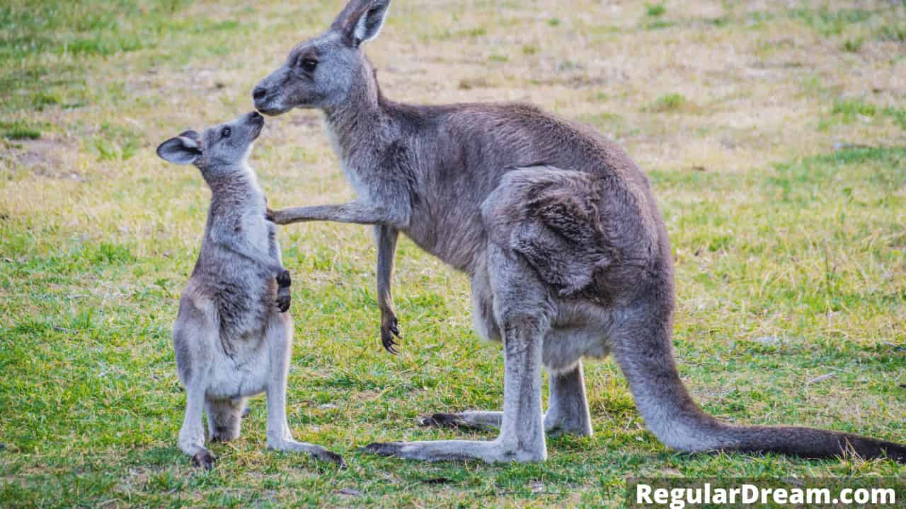 What dreaming about kangaroo means? Spiritual meaning of kangaroo in dream